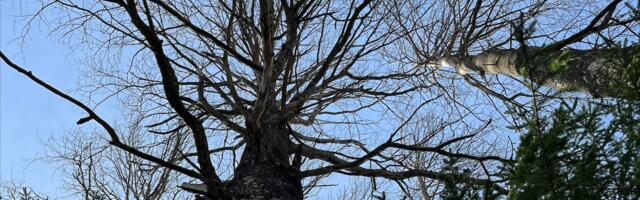 Vestman Grupp: jätkusuutliku metsa- ja põllumajanduse eestvedaja 