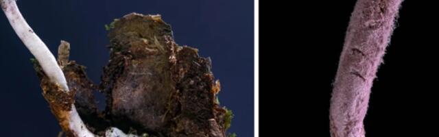 „Zombiseen“, mis nakatab ämblikke. Mida on teada hiljuti avastatud uue liigi kohta?