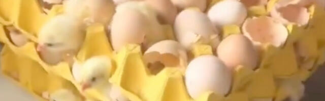 VIDEO: naine läks puhkusele ja naastes tabas teda üllatus