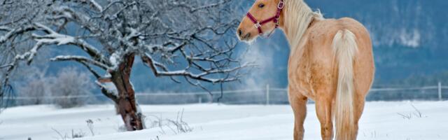 20. detsembri noorkuu toob aasta kõige pimedamal ööl tugeva pöörde kolmele sodiaagimärgile
