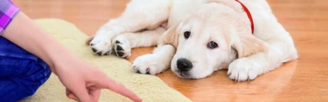 Kuidas eemaldada koera uriinilõhn kodust tõhusalt ja lõplikult