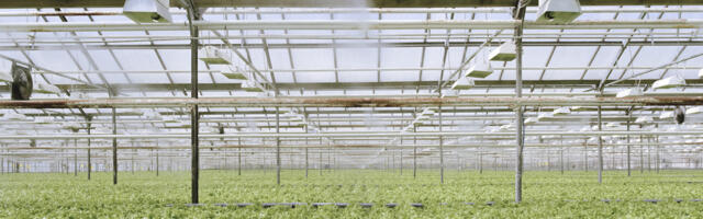 Kumu uus näitus tegeleb rohepöördega Eesti kunsti ajaloos ja kaasajas