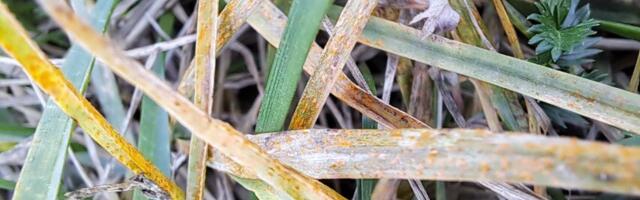 Nädal põllul: märksõnaks on taimehaiguste levik