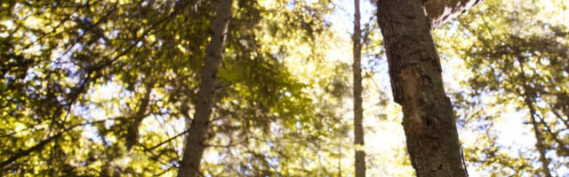 Teavitus: Ohtlike puude raietööd Aegviidu vanal kalmistul