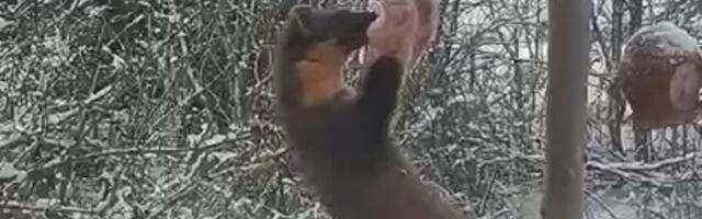 VIDEOD | „Uskumatu sooritus!“ Türi vallas käivad metsloomad linnutoitu näppamas