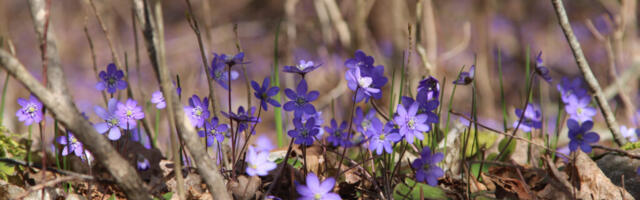 Ilm 4. aprill – 7. aprill: päike paistab, ilm on soe