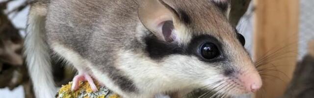 Teadlased tahavad Eestis välja surnud oravhiired loodusesse tagasi tuua