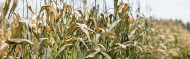 LUGEJA KÜSIB | Miks on maisipõllud jätkuvalt koristamata?