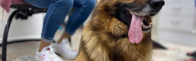 Koerte koolitaja: igavus mõjutab paljude koerte vaimset tervist