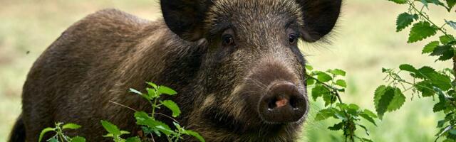 Saaremaal on võimalik SAKi ohjata vaid koostööd tehes