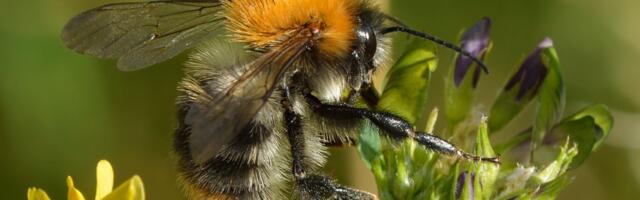 Teadlaste juhuslik avastus_ emakimalased suudavad vee all kuni nädal aega ellu jääda