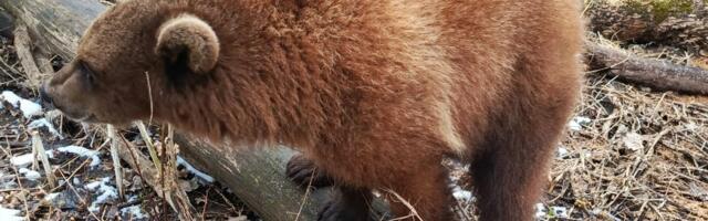 Lääne-Virumaal ründas jalgratturit karu. Hullema hoidis ära mööduv sõidukijuht