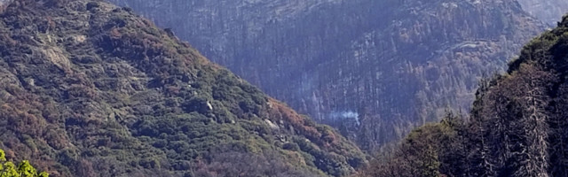 California metsatulekahjude tagajärjed – üks puu suitseb veel kuid hiljem