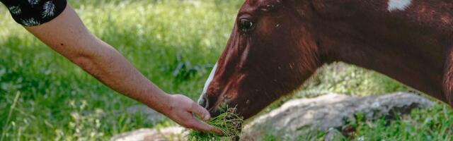 Avatud talude päev tähistab tänavu oma kümne aasta juubelit