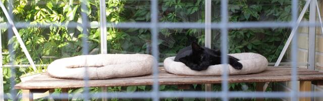 "Kui sa oma kassi teiste aedadest eemal hoida ei saa, siis osta kassiaedik! " on Marve arvamus : "Või pane liivakastid aeda kassi jaoks!"