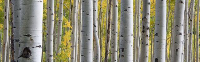 Nõudlus paberipuidu järele lähiajal ei vähene