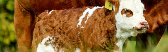 Kõik põllumajandusloomad peavad olema identifitseeritavad ja registrisse kantud