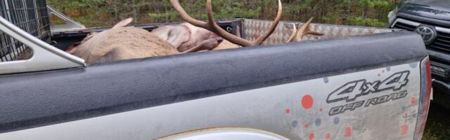 KÜTTIMISSURVE | Hiiu jahimehed loodavad sigade küttimismahus ameti meelemuutusele