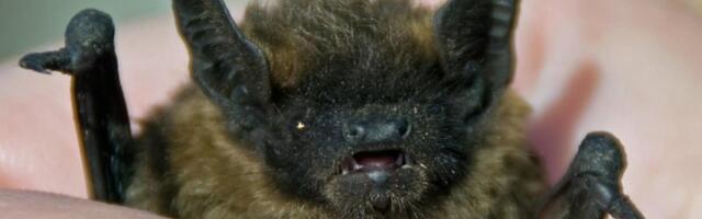 Kas sinu keldris on nahkhiiri? Keskkonnaagentuur ja Eesti Terioloogia Selts kutsuvad neid kaardistama