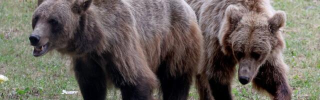 Keskkonnaamet karurünnakust: kui on edasiste rünnakute risk, siis anname eriloa karu küttimiseks