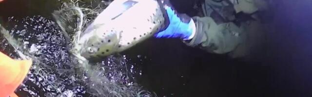 Keskkonnaamet korjas röövpüügivõrke: Peipsi piirkonnas saadi kätte ligi 200 salavõrku