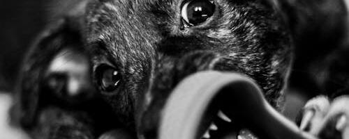 Miks koerad asju närivad ja kuidas seda ennetada?