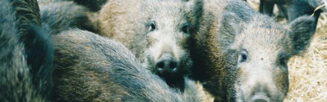 Aasta algas uute seakatku leidudega, loomi kütitakse nii palju kui võimalik