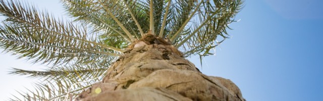 VIDEO I Uhke viie meetrine palm leidis uue kodu botaanikaaia värskelt renoveeritud palmimajas