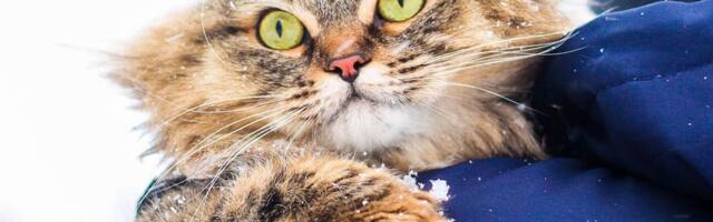 29. november: Jäär unustagu planeerimine, Sõnnil ebaõnnestub koostöö