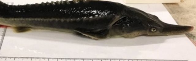 Ungari teadlased ristasid kogemata kaks väga erinevat ohustatud kalaliiki