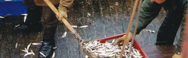 Läänemere kalapüügikvoote vähendati märgatavalt. Kalandussektorit ootab ees raske aeg