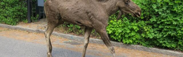 Päästeamet hoiatab: Tallinnas Rahumäel liigub ringi põder