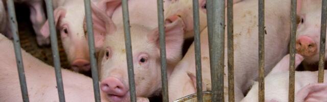 Jõgevamaal avastati sigade katk 650 seaga farmis