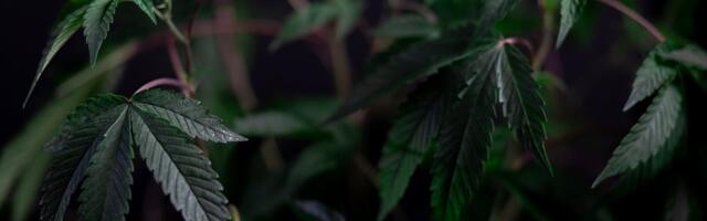 TAI uuring osutab ohtlikele tarvitamistrendidele: kanep eneseravi eesmärgil ning kokaiin alkoholiga