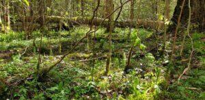 Metsad, nagu saaredki, küpsevad ajas