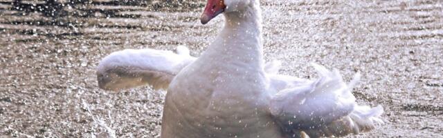 Miks on hanerasv hea ja kasulik.