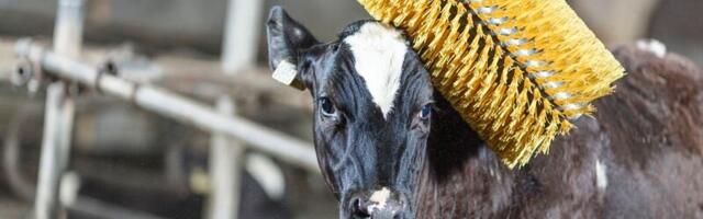 Maamess 2026: DeLaval näitab, mis suunas farmijuhtimine liigub