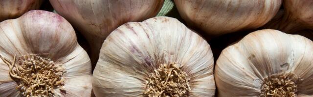Why Garlic Repels Mosquitoes and Keeps Them From Breeding