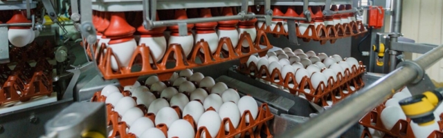 Lätis on käivitumas suur investeerimisprojekt - 100 miljonit eurot munatootmisesse