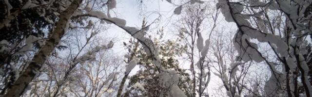 Juhtkogu esitas keskkonnaministrile metsanduse uue arengukava