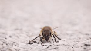 Armastusest koroona ajal