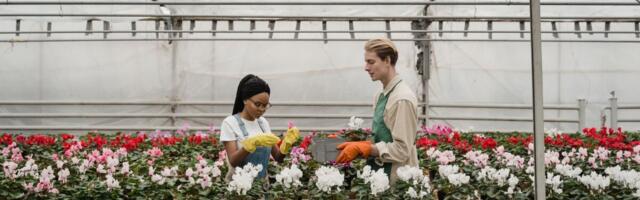 Alaealise töötamine ja temaga töölepingu sõlmimise piirangud