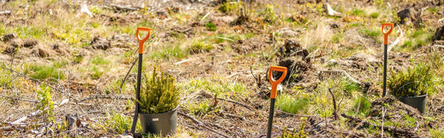 Riigimets uueneb: RMK paneb tänavu kasvama üle 20 miljoni puu