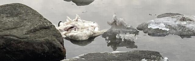 Linnugripp murrab Viimsis ja Pirital hulganisti luikesid