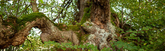Pilt Täri pärnast võitis Hiie fotovõistlusel peaauhinna