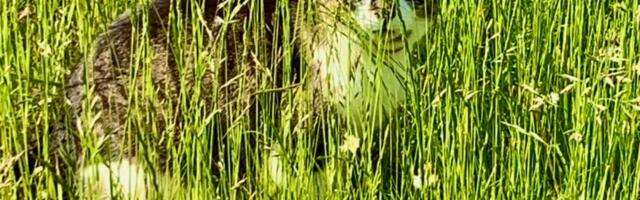 Kaarel Zilmer NÄDALA FOTO