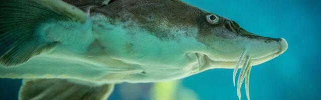 RMK asustas sügisel Eesti veekogudesse veerand miljonit noorkala