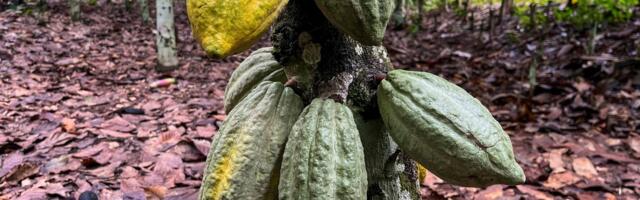 Šokolaadi ähvardab hinnatõus ⟩ Kakaohinnad purustavad ilmastikuprobleemide tõttu rekordeid