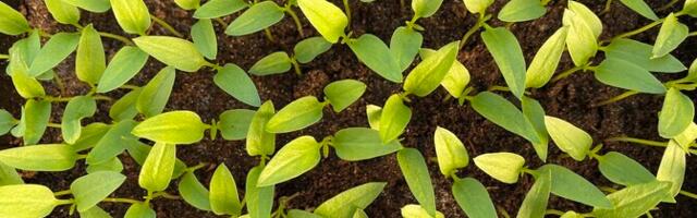 В деревне Тамси были украдены саженцы на несколько десятков тысяч евро