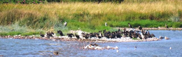 RUSLAN DONTSOVI GALERII: Pandju „linnuriik“ sulges piiri